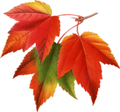 353-3533406_flower-fairies-books-fall-leaves-pictures-leaf-images